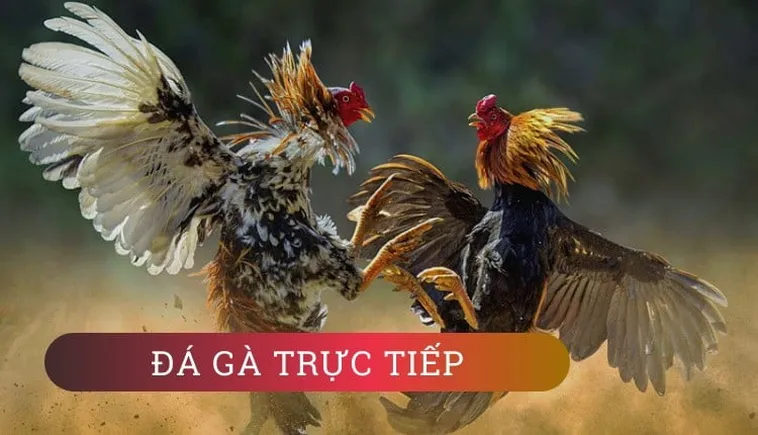 Hướng Dẫn Cách Chơi Đá Gà GA28 Tại SA88 Chuẩn Xác Hiệu Quả